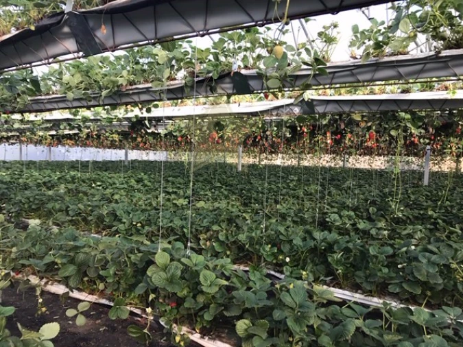 Terreno Agricola ou Rústico para Venda em Samuel Foto 7