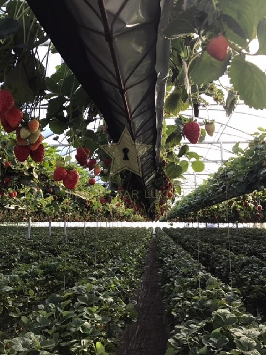 Terreno Agricola ou Rústico para Venda em Samuel Foto 12