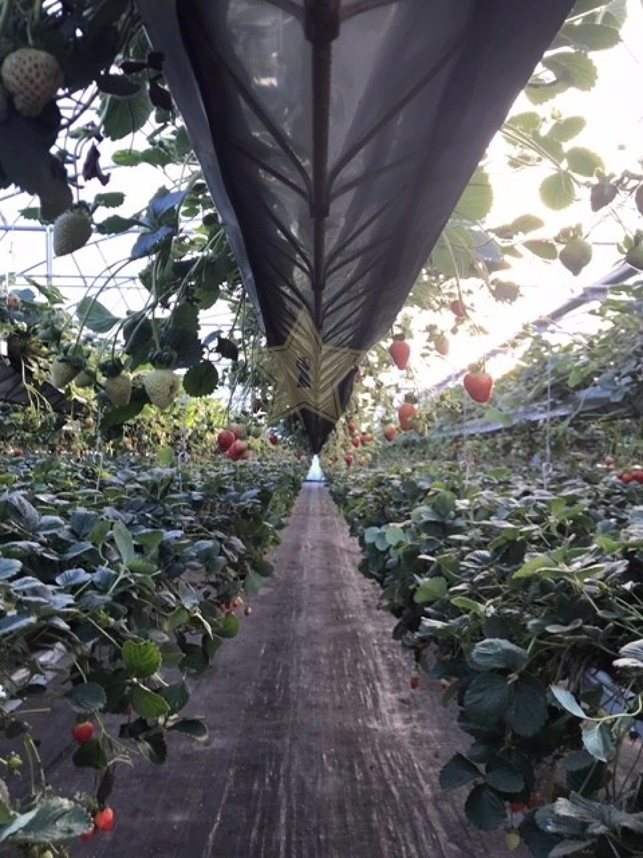 Quinta para Venda em Samuel Foto 39