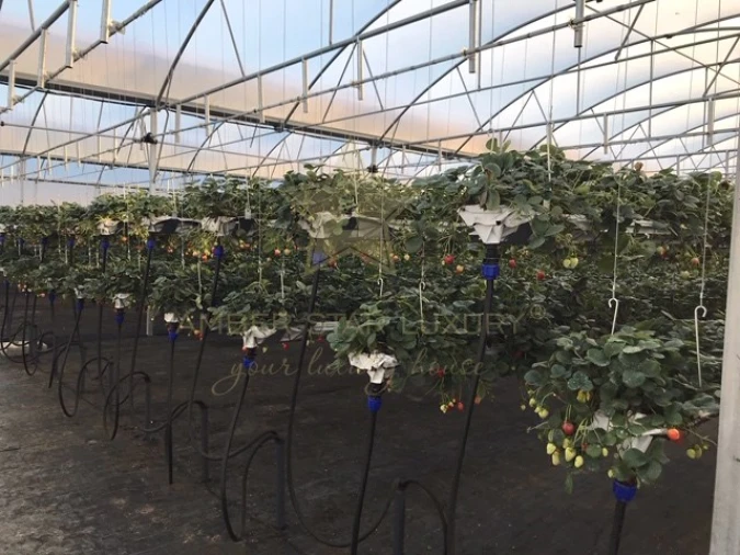 Quinta para Venda em Samuel Foto 40