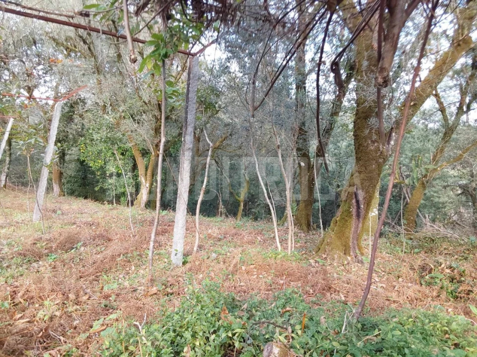Terreno para Venda em Carreiras (São Miguel) e Carreiras (Santiago) Foto 6