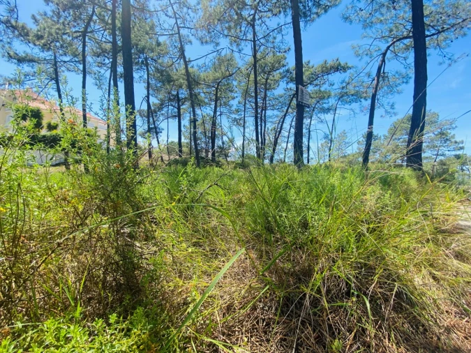 Terreno para Venda em Carvalhal Foto 14