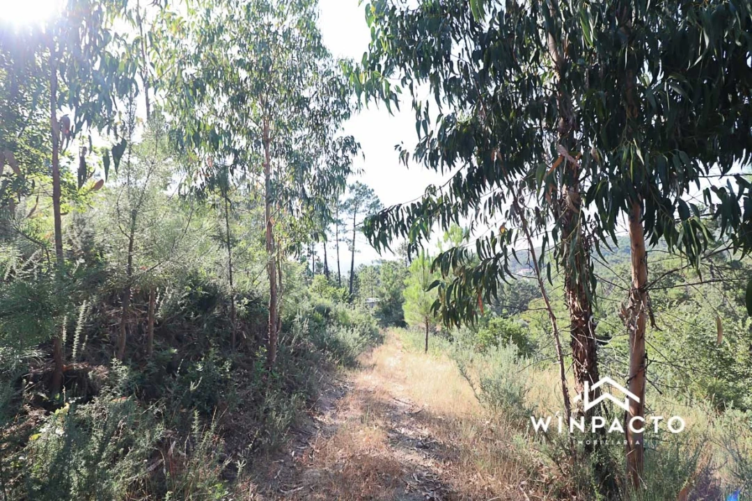Terreno Agricola ou Rústico para Venda em Fornos de Maceira Dão Foto 7