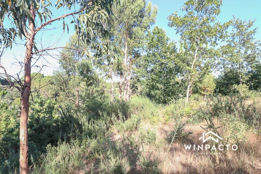 Terreno Agricola ou Rústico para Venda em Fornos de Maceira Dão Foto 8