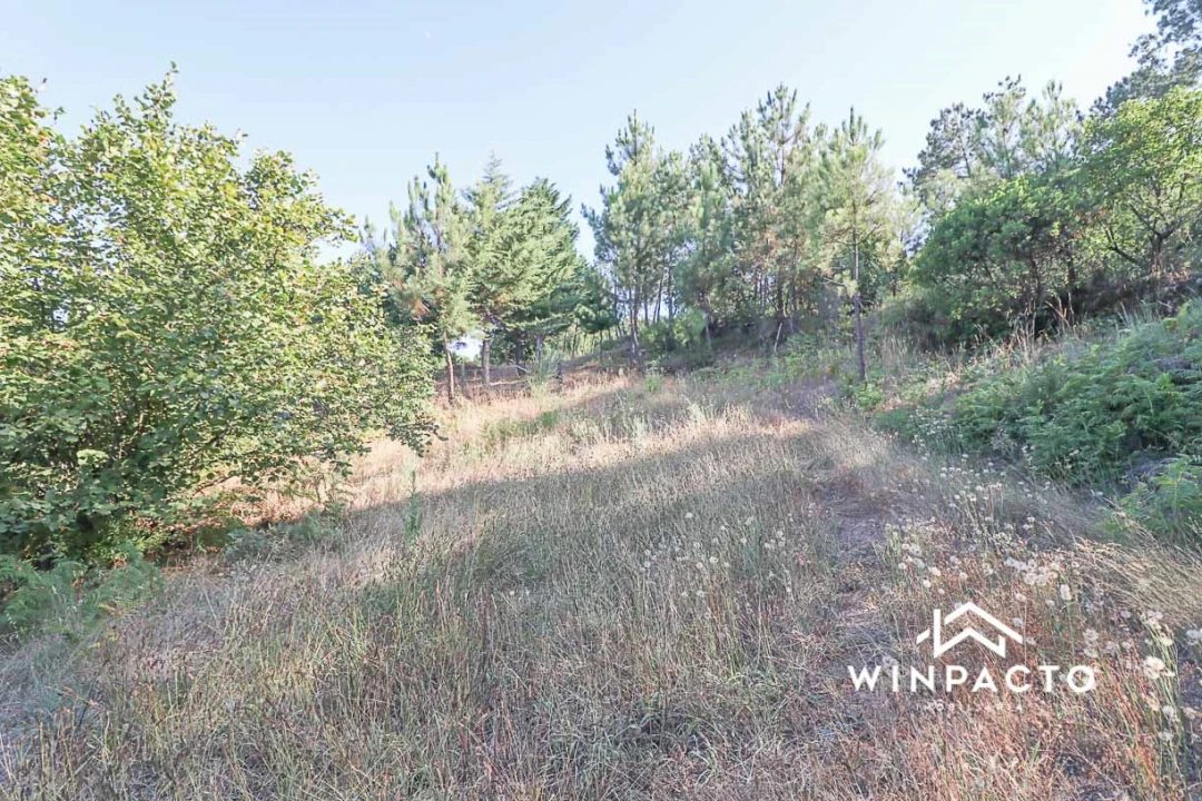 Terreno Agricola ou Rústico para Venda em Fornos de Maceira Dão Foto 14