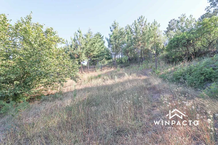 Terreno Agricola ou Rústico para Venda em Fornos de Maceira Dão Foto 14