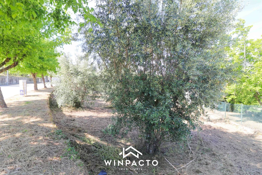 Terreno para Venda em Nelas Foto 8