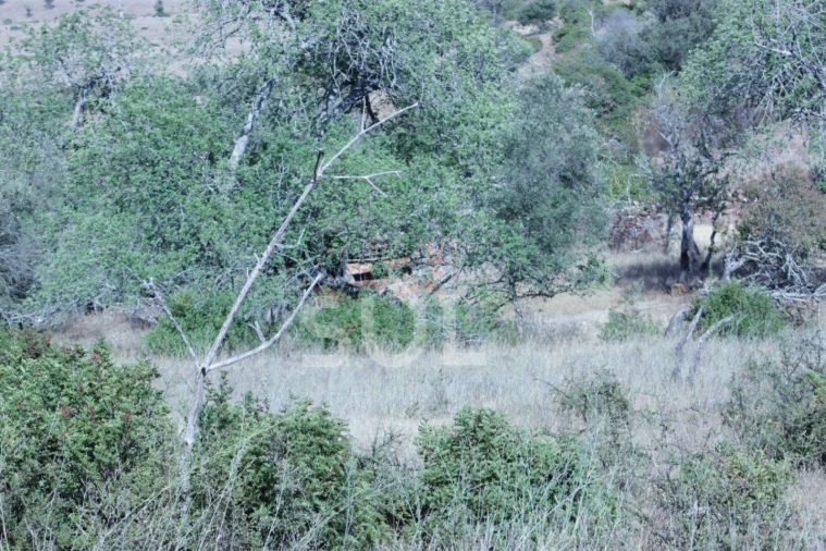 Quinta para Venda em Portimão Foto 31