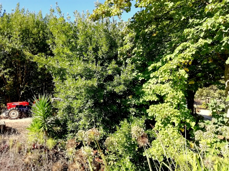 Quinta T5 para Venda em Tavarede Foto 8