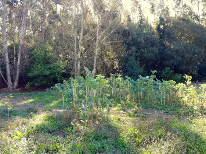 Quinta T5 para Venda em Tavarede Foto 33