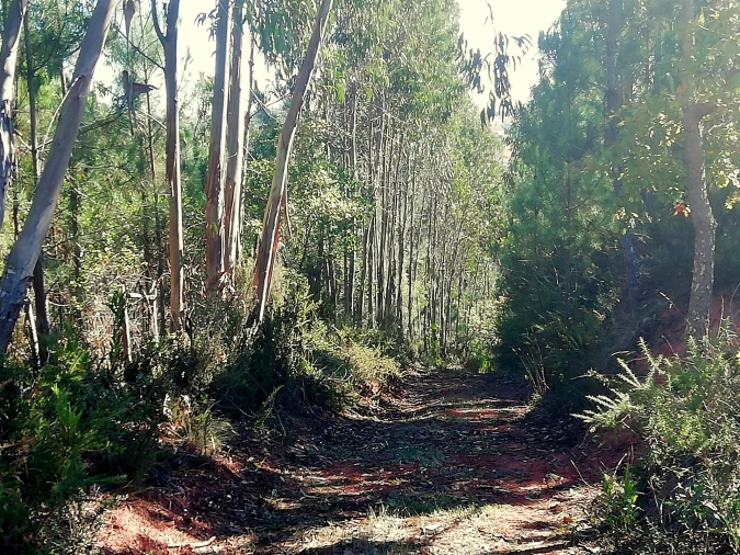 Quinta T5 para Venda em Tavarede Foto 121