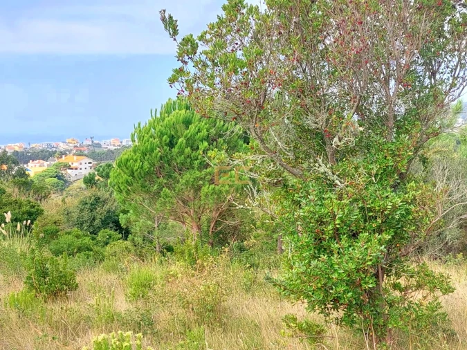 Terreno para Venda em Buarcos Foto 7