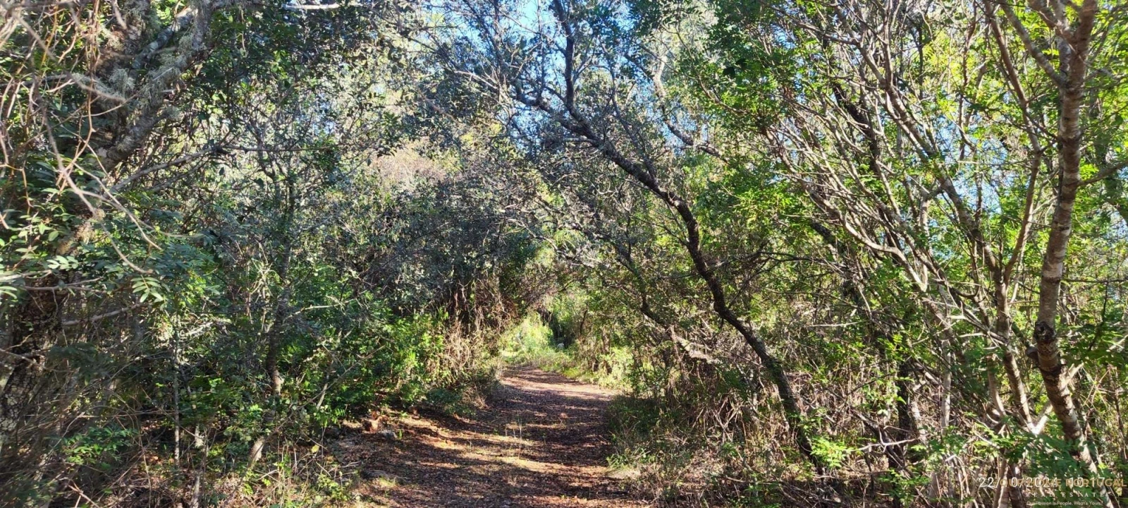 Terreno para Venda em Salir Foto 3