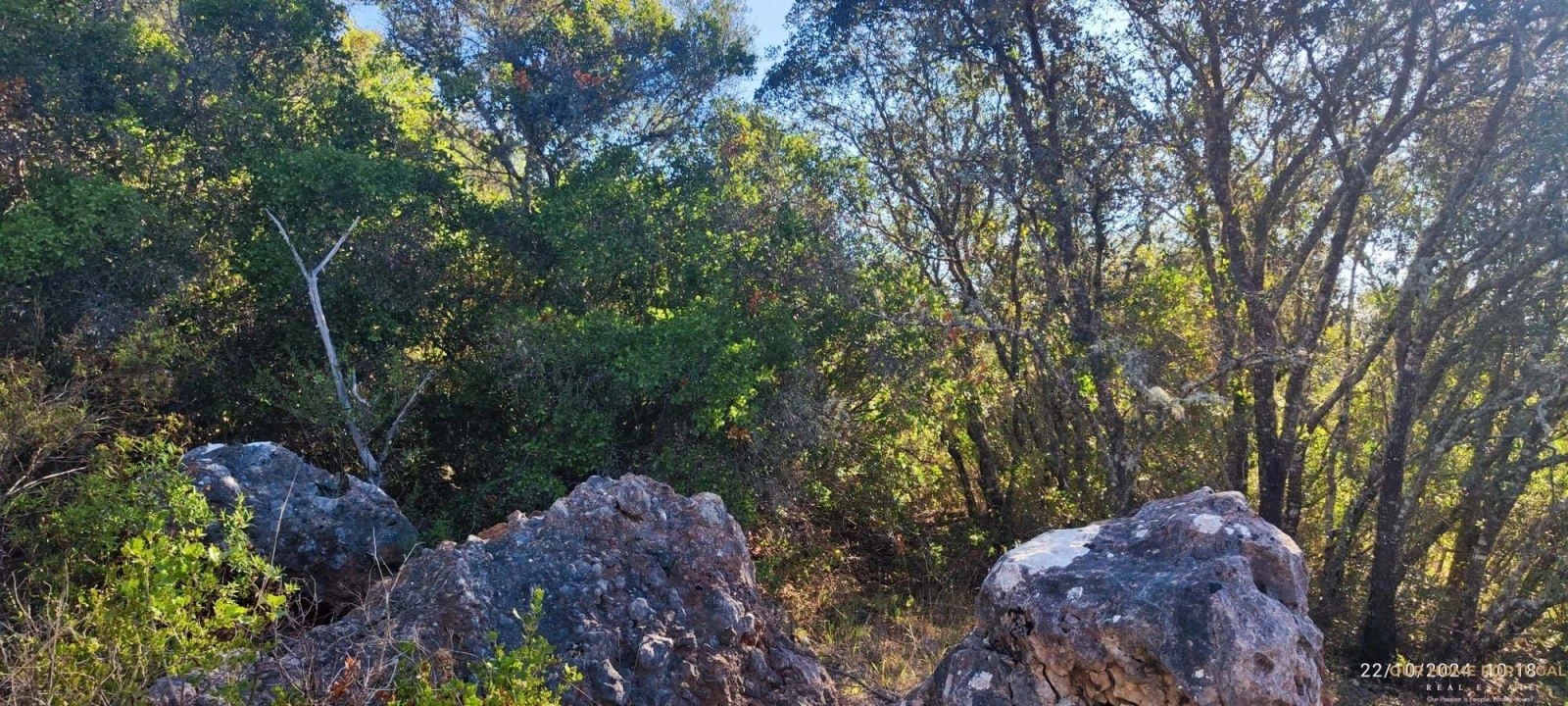 Terreno para Venda em Salir Foto 6