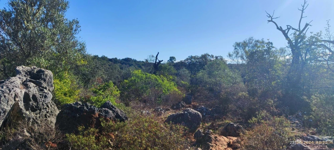 Terreno para Venda em Salir Foto 8