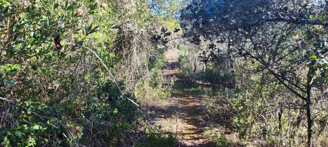Terreno para Venda em Salir Foto 9