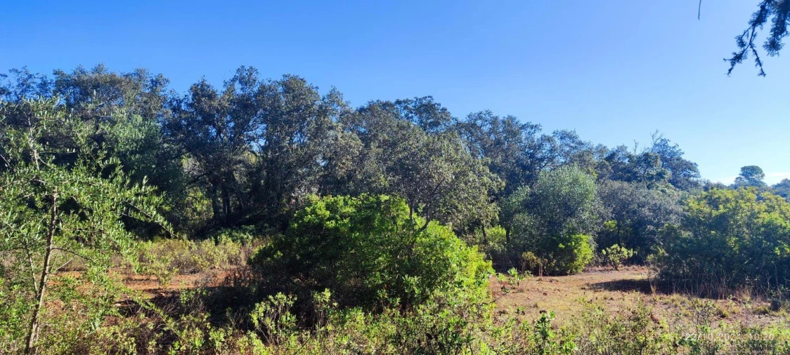 Terreno para Venda em Salir Foto 7
