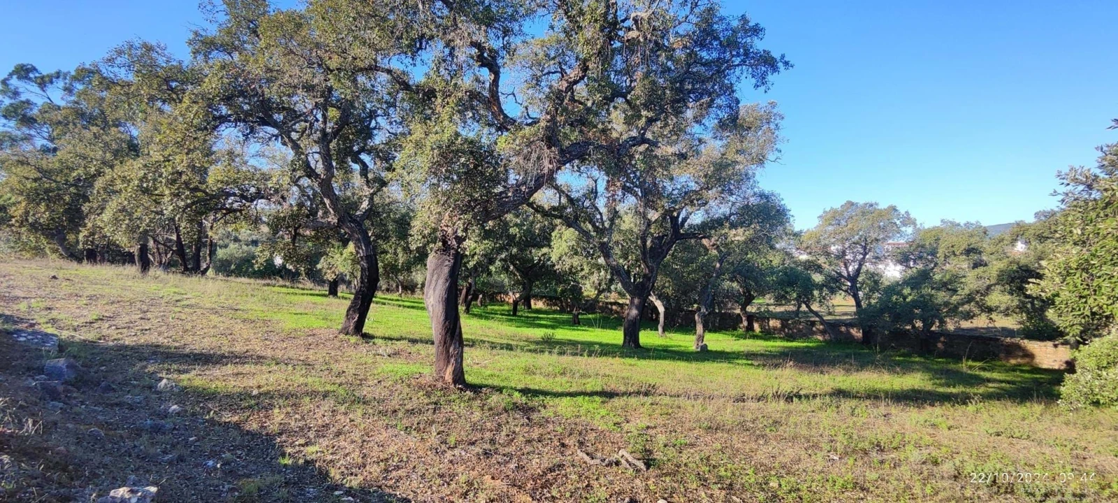Terreno para Venda em Salir Foto 2