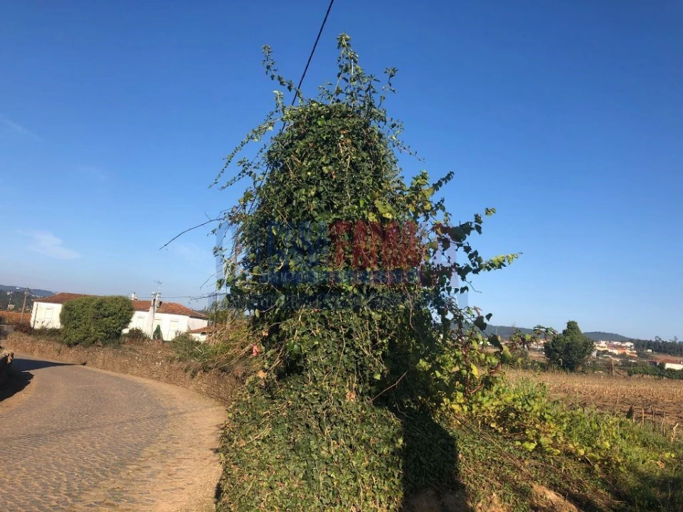 Terreno para Venda em Balazar Foto 12