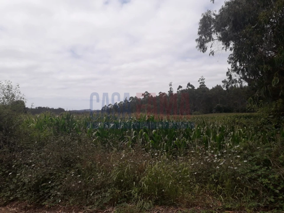 Terreno para Venda em Balazar Foto 3