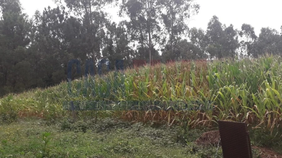 Terreno para Venda em Balazar