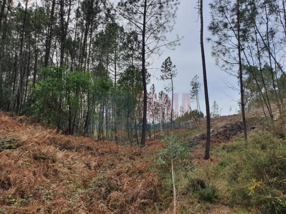 Terreno para Venda em Vilar da Veiga Foto 1