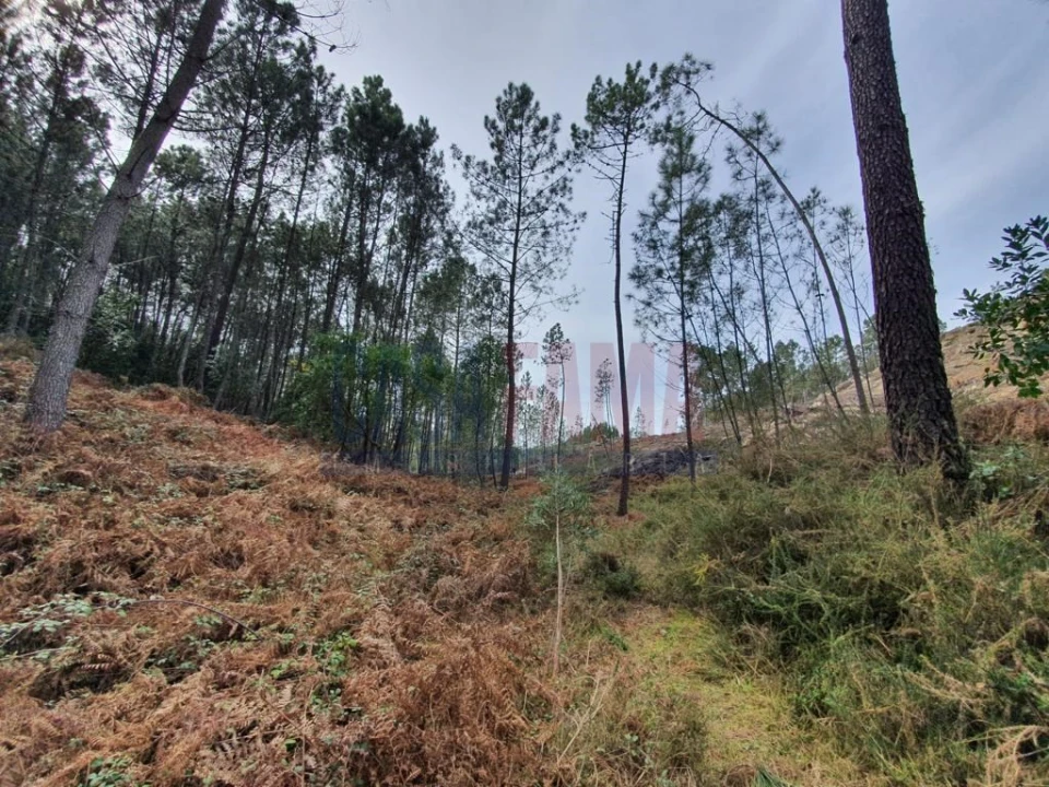 Terreno para Venda em Vilar da Veiga Foto 2