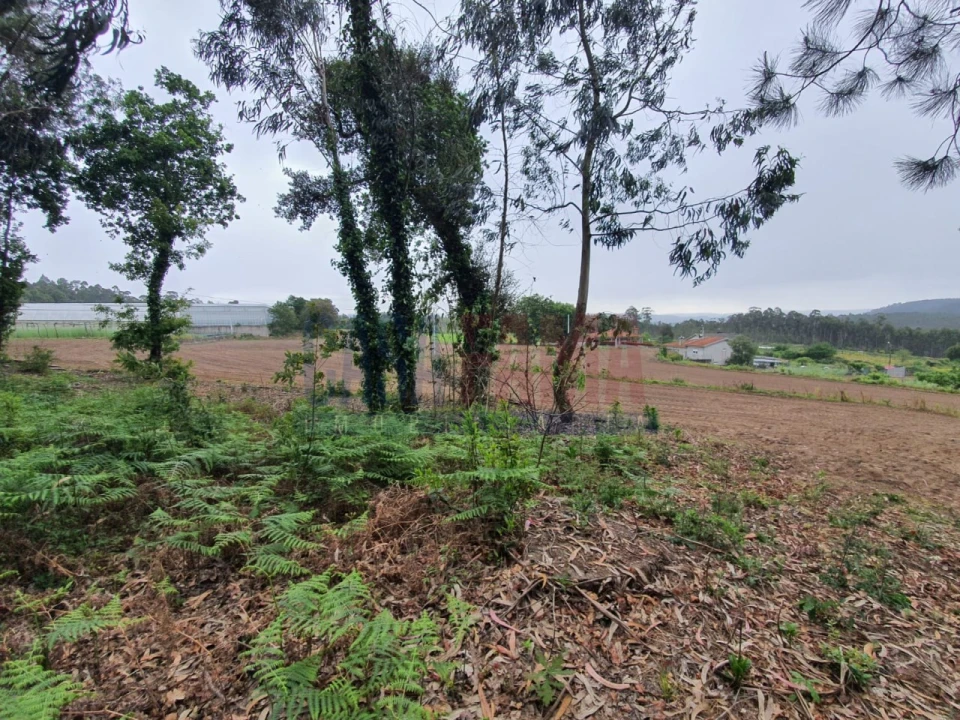 Terreno para Venda em Carvalhas Foto 4