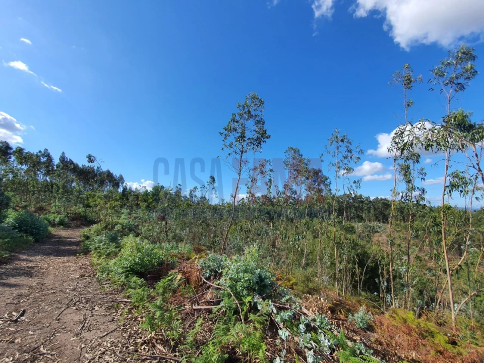 Terreno para Venda em Bougado (São Martinho e Santiago) Foto 2