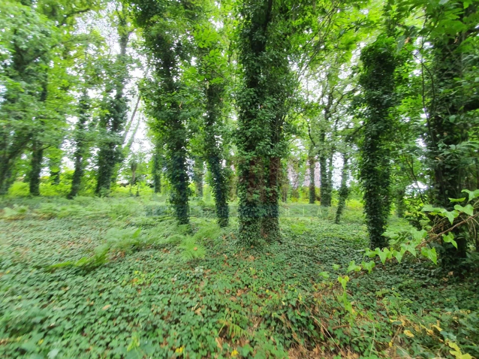 Terreno para Venda em Bougado (São Martinho e Santiago) Foto 4