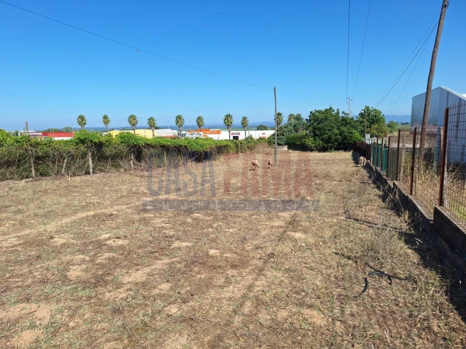 Terreno para Venda em Chamusca e Pinheiro Grande Foto 8