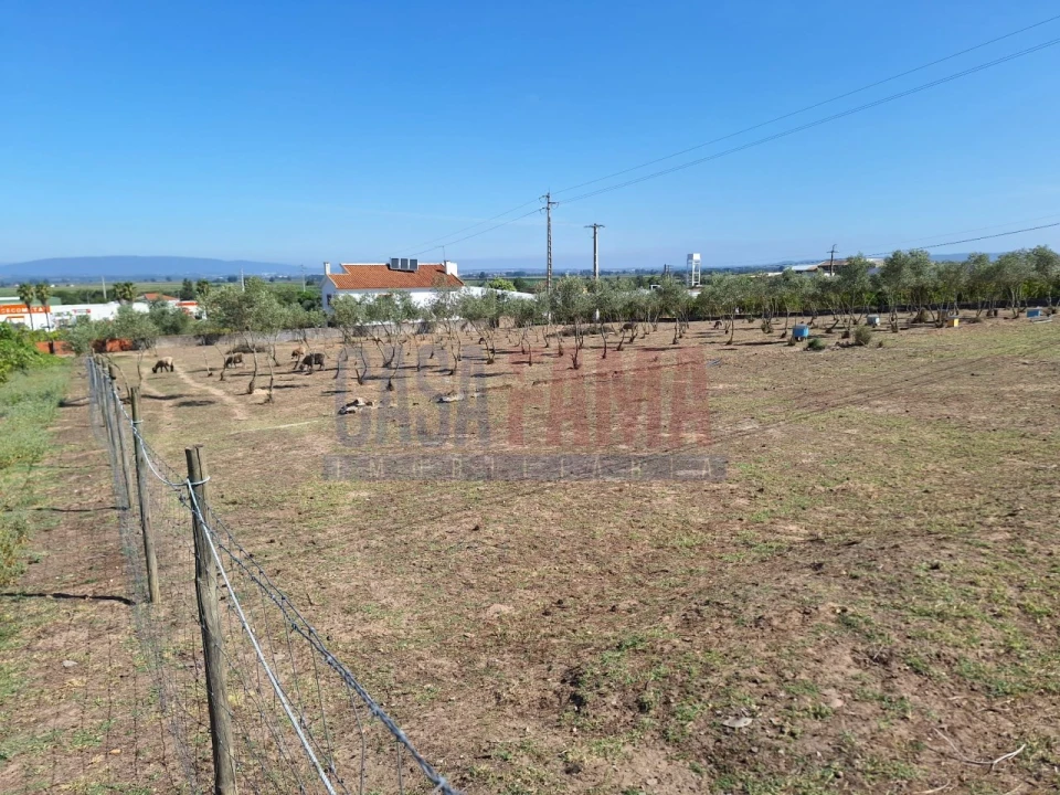 Terreno para Venda em Chamusca e Pinheiro Grande Foto 10