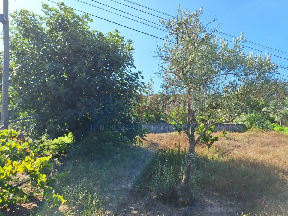 Terreno para Venda em Chamusca e Pinheiro Grande Foto 15