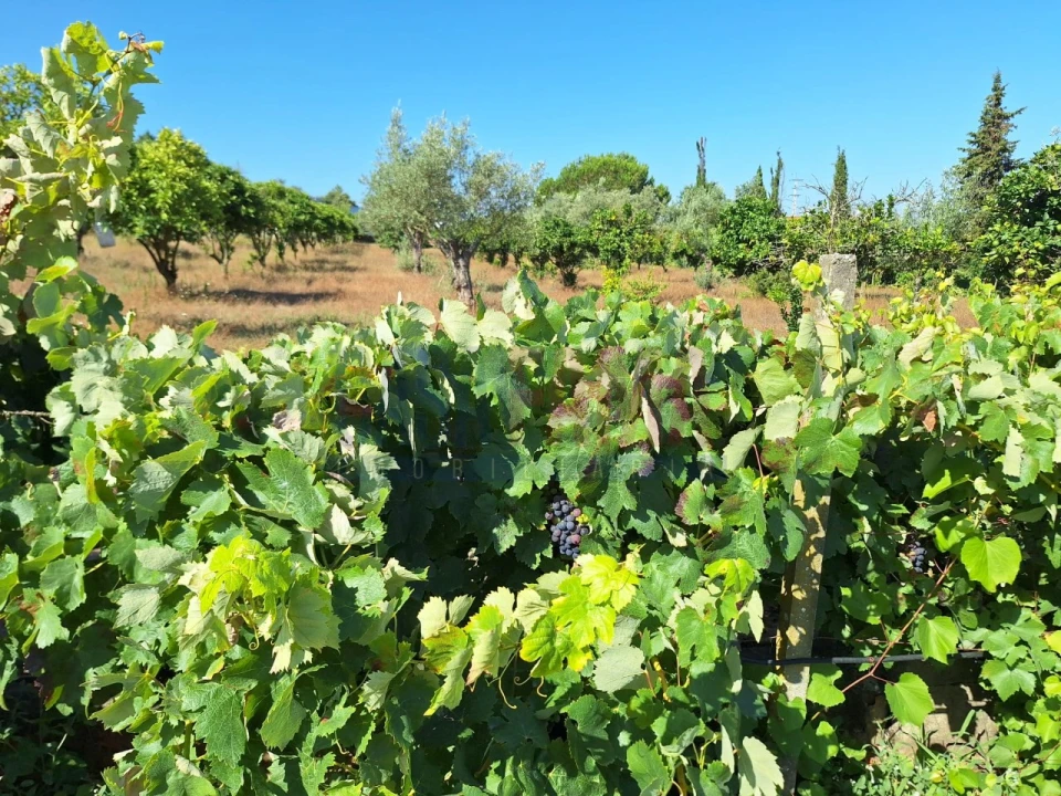 Terreno para Venda em Chamusca e Pinheiro Grande Foto 17