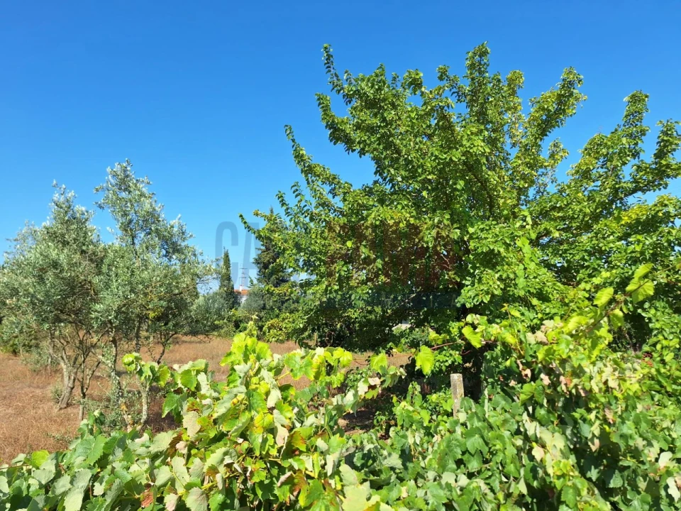 Terreno para Venda em Chamusca e Pinheiro Grande Foto 18
