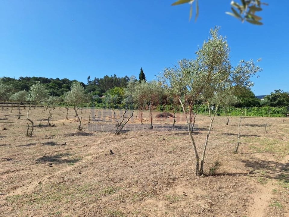Terreno para Venda em Chamusca e Pinheiro Grande Foto 20