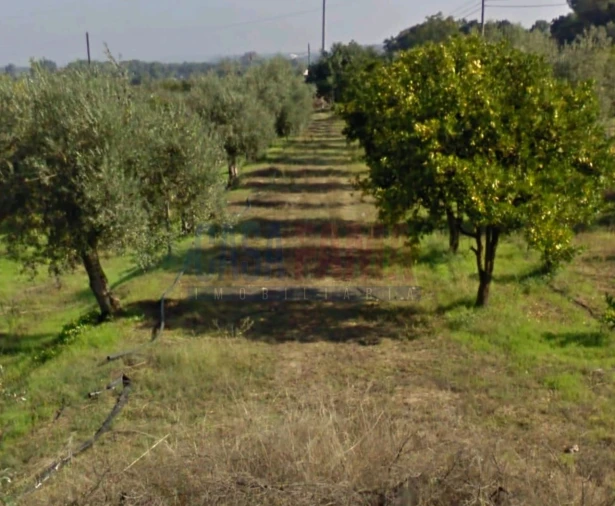 Terreno para Venda em Chamusca e Pinheiro Grande Foto 1