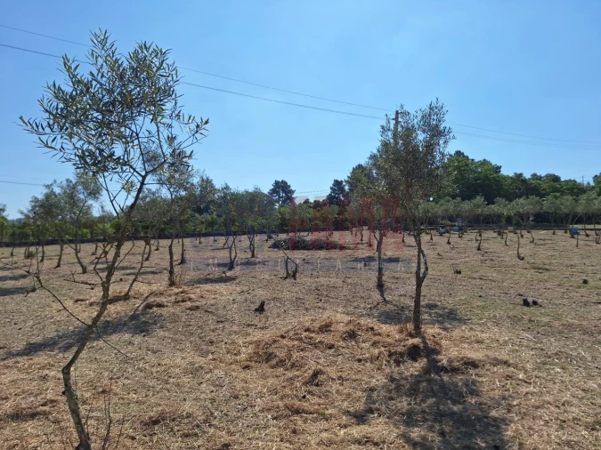 Terreno para Venda em Chamusca e Pinheiro Grande Foto 11