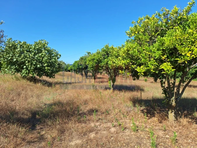 Terreno para Venda em Chamusca e Pinheiro Grande Foto 12
