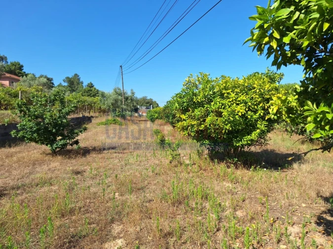 Terreno para Venda em Chamusca e Pinheiro Grande Foto 13