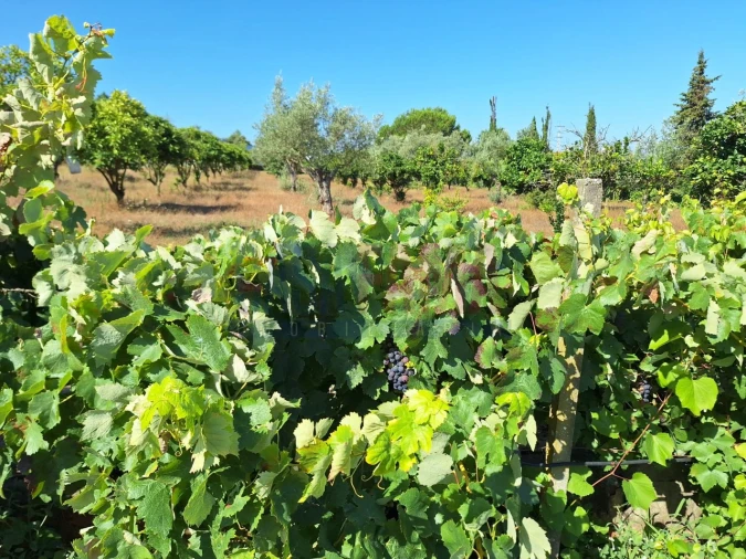 Terreno para Venda em Chamusca e Pinheiro Grande Foto 17