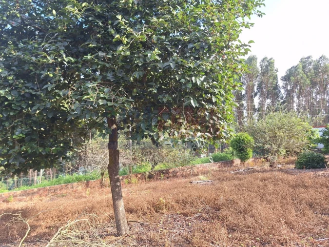Moradia T5 para Venda em Bagunte, Ferreiró, Outeiro Maior e Parada Foto 17