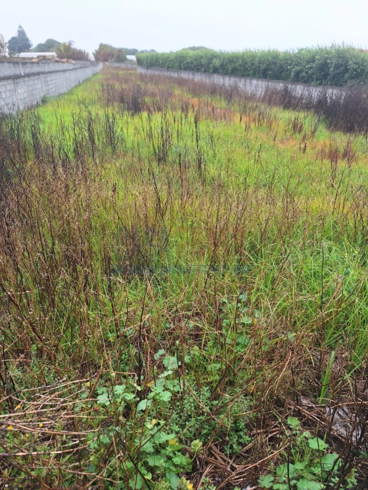 Terreno para Venda em Aguçadoura e Navais Foto 10