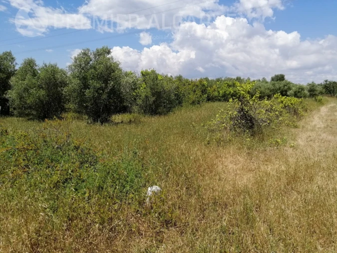 Terreno para Venda em Luz de Tavira e Santo Estêvão Foto 14