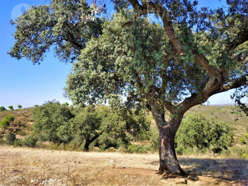 Quinta para Venda em Mertola Foto 14
