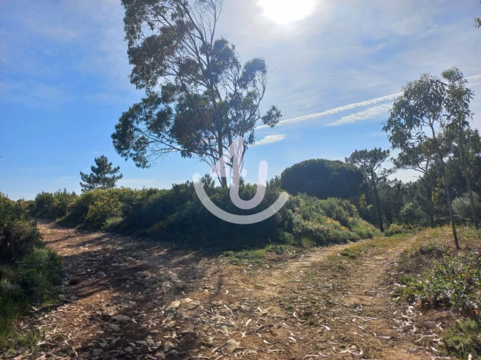 Terreno Agricola ou Rústico para Venda em Famalicão Foto 3