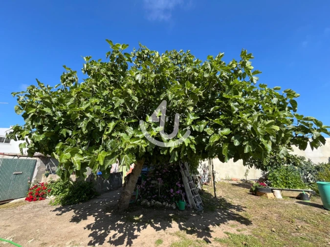 Quinta T6 para Venda em Alfeizerão Foto 55