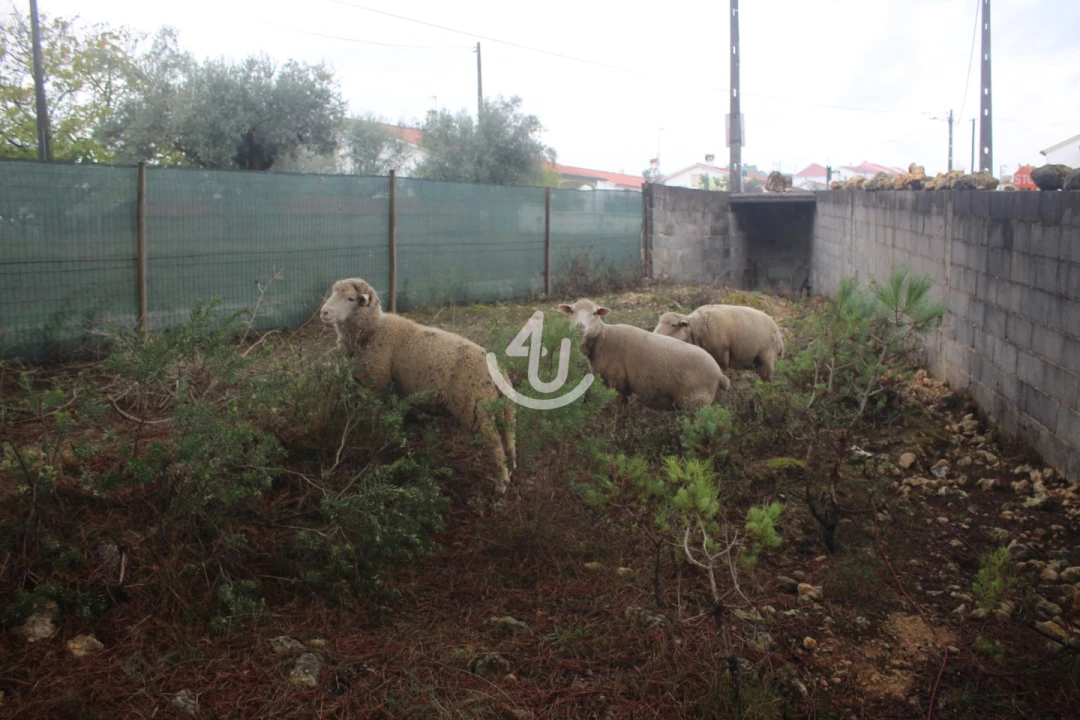 Terreno para Venda em Nossa Senhora da Piedade Foto 30