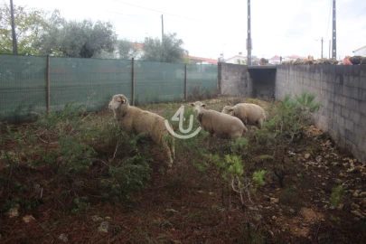 Terreno para Venda em Nossa Senhora da Piedade