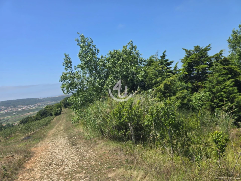 Terreno para Venda em Cela Foto 2